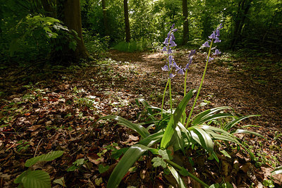 BUITEN BEELD Foto: 265945