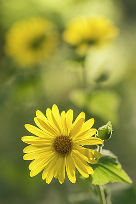 BUITEN BEELD Foto: 265946