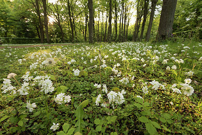 BUITEN BEELD Foto: 265947