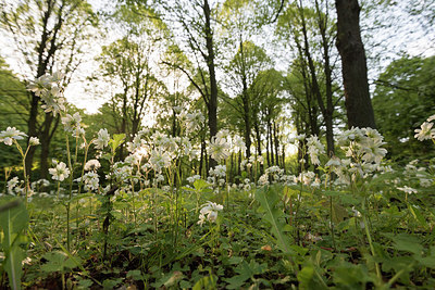 BUITEN BEELD Foto: 265948