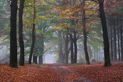 BUITEN BEELD Foto: 265952