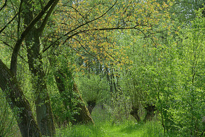 BUITEN BEELD Foto: 265983