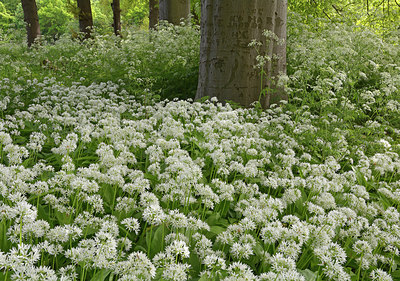 BUITEN BEELD Foto: 265985