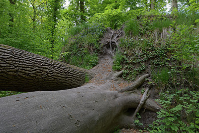 BUITEN BEELD Foto: 265990