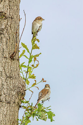 BUITEN BEELD Foto: 266014
