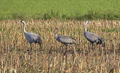 BUITEN BEELD Foto: 266036