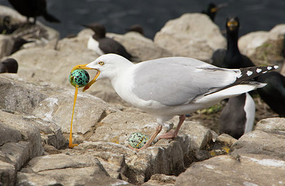 BUITEN BEELD Foto: 266050