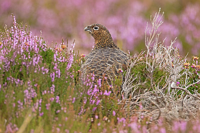 BUITEN BEELD Foto: 266055