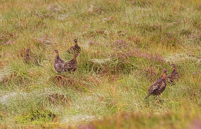 BUITEN BEELD Foto: 266057