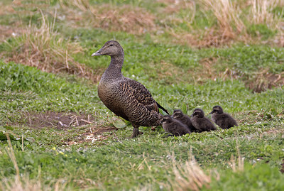 BUITEN BEELD Foto: 266076