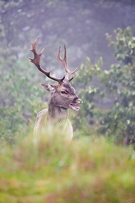 BUITEN BEELD Foto: 266092