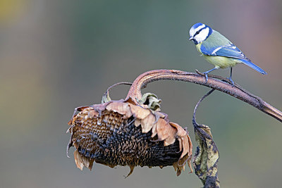 BUITEN BEELD Foto: 266104