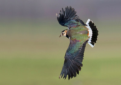 BUITEN BEELD Foto: 266127