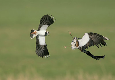 BUITEN BEELD Foto: 266134