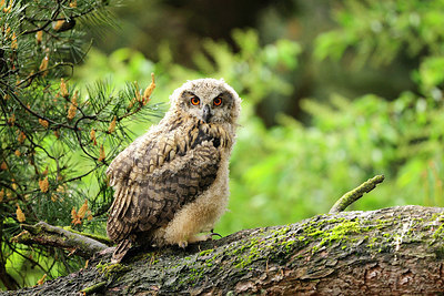 BUITEN BEELD Foto: 266162