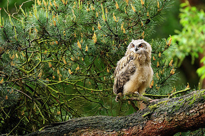 BUITEN BEELD Foto: 266165