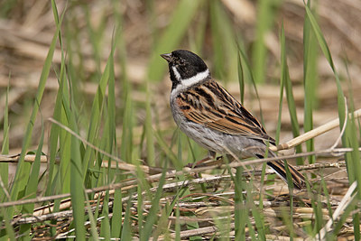 BUITEN BEELD Foto: 266169