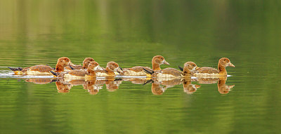 BUITEN BEELD Foto: 266180