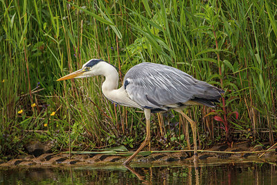 BUITEN BEELD Foto: 266183