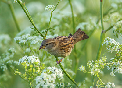 BUITEN BEELD Foto: 266186