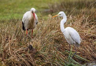 BUITEN BEELD Foto: 266195
