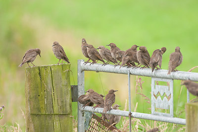 BUITEN BEELD Foto: 266214