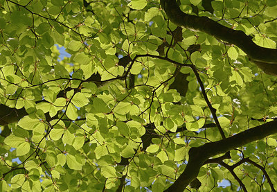 BUITEN BEELD Foto: 266224