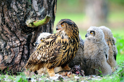 BUITEN BEELD Foto: 266283