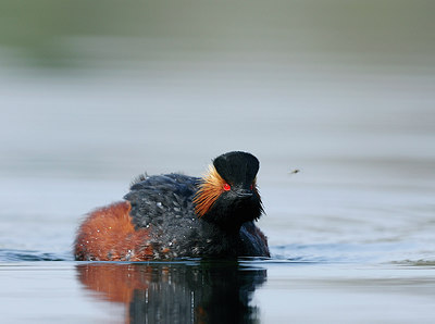 BUITEN BEELD Foto: 266288