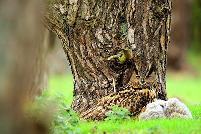 BUITEN BEELD Foto: 266292