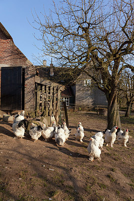 BUITEN BEELD Foto: 266296