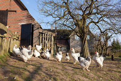 BUITEN BEELD Foto: 266297