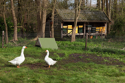 BUITEN BEELD Foto: 266298