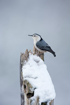 BUITEN BEELD Foto: 266337