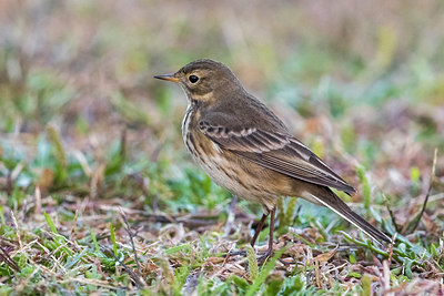 BUITEN BEELD Foto: 266342