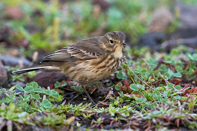 BUITEN BEELD Foto: 266343