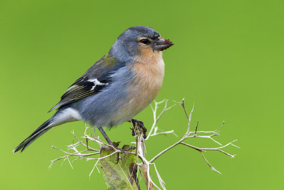 BUITEN BEELD Foto: 266367