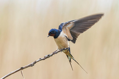 BUITEN BEELD Foto: 266373