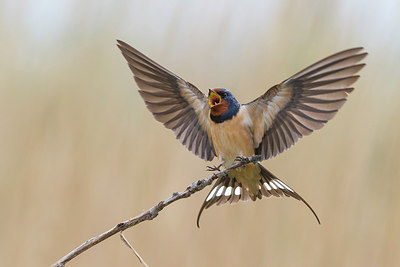 BUITEN BEELD Foto: 266381