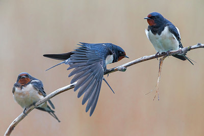 BUITEN BEELD Foto: 266383