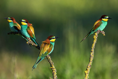 BUITEN BEELD Foto: 266392