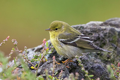 BUITEN BEELD Foto: 266429