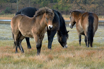 BUITEN BEELD Foto: 266477