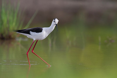 BUITEN BEELD Foto: 266506