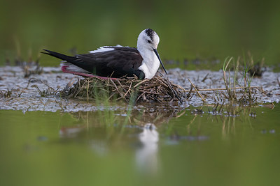 BUITEN BEELD Foto: 266507