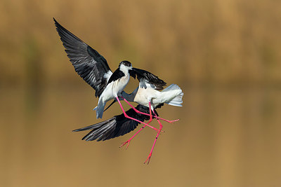 BUITEN BEELD Foto: 266514