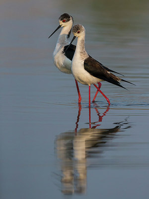 BUITEN BEELD Foto: 266516