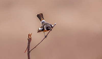 BUITEN BEELD Foto: 266540