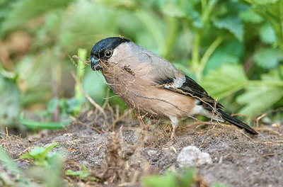 BUITEN BEELD Foto: 266542