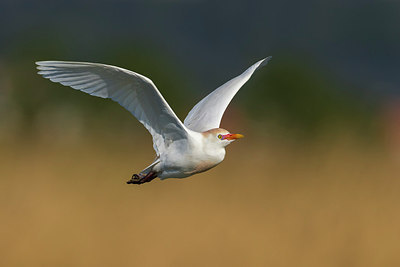 BUITEN BEELD Foto: 266545
